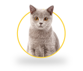 gata