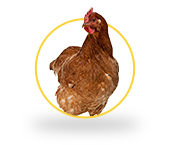 ptina